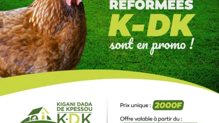 FERME ANIMALIERE ET VEGETALE KIGANI DADA DE KPESSOU (KDK) : Une vente promotionnelle des poules pondeuses réformées démarre ce jour