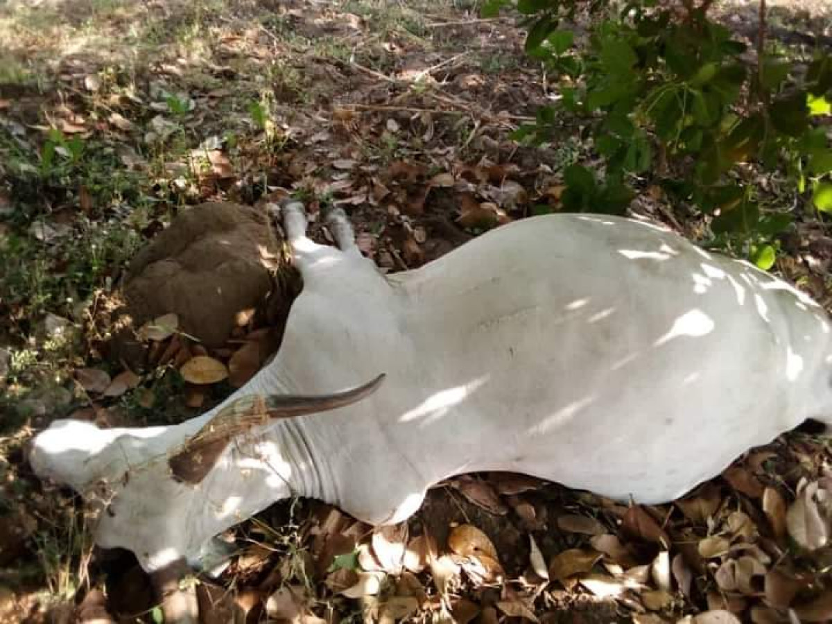 CONFLITS ENTRE AGRICULTEURS ET ÉLEVEURS : Des bœufs empoisonnés à Ouèssè