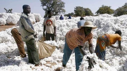 Campagne agricole 2025-2026: les prix de coton-graine et d&rsquo;intrants fixés 