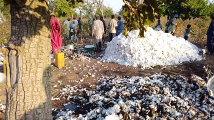 BENIN/NIKKI: Un enfant met le feu dans le champ de coton de son père