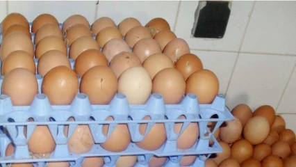 BÉNIN : Nouvelle hausse du prix de vente des œufs de table