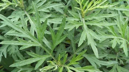 INTERDICTION DE COMERCIALISATION ET DE DISPENSATION DES PRODUITS À BASE D&rsquo;ARTEMISIA AU BÉNIN : Quid des raisons scientifiques justifiant la décision ?