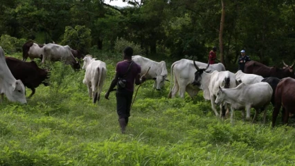 SÉCURISATION DES PÂTURAGES AU BÉNIN : Le gouvernement approuve la création d’un comité national de gestion