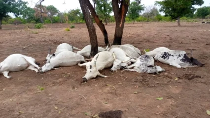 Ségbana: un éleveur perd 11 vaches sous le coup d’un tonnerre