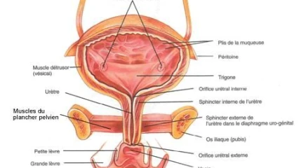CURIOSITE SCIENTIFIQUE : Nouvelle méthode de réparation de l’appareil urinaire féminin