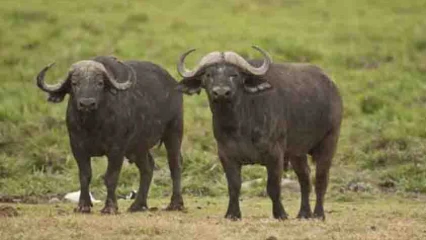 PÉHUNCO : Des buffles en divagation font un mort  . Les autorités appellent à la vigilance