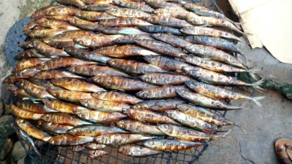 TECHNIQUE TRADITIONNELLE DE FUMAGE DE POISSONS AU BÉNIN : Au cœur d’une pratique aux énormes dangers sanitaires et environnementaux