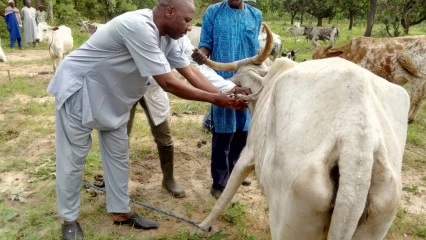 CAMPAGNE DE VACCINATION CONTRE LA PASTEURELLOSE BOVINE : Le démarrage lancé par Oumarou Lafia