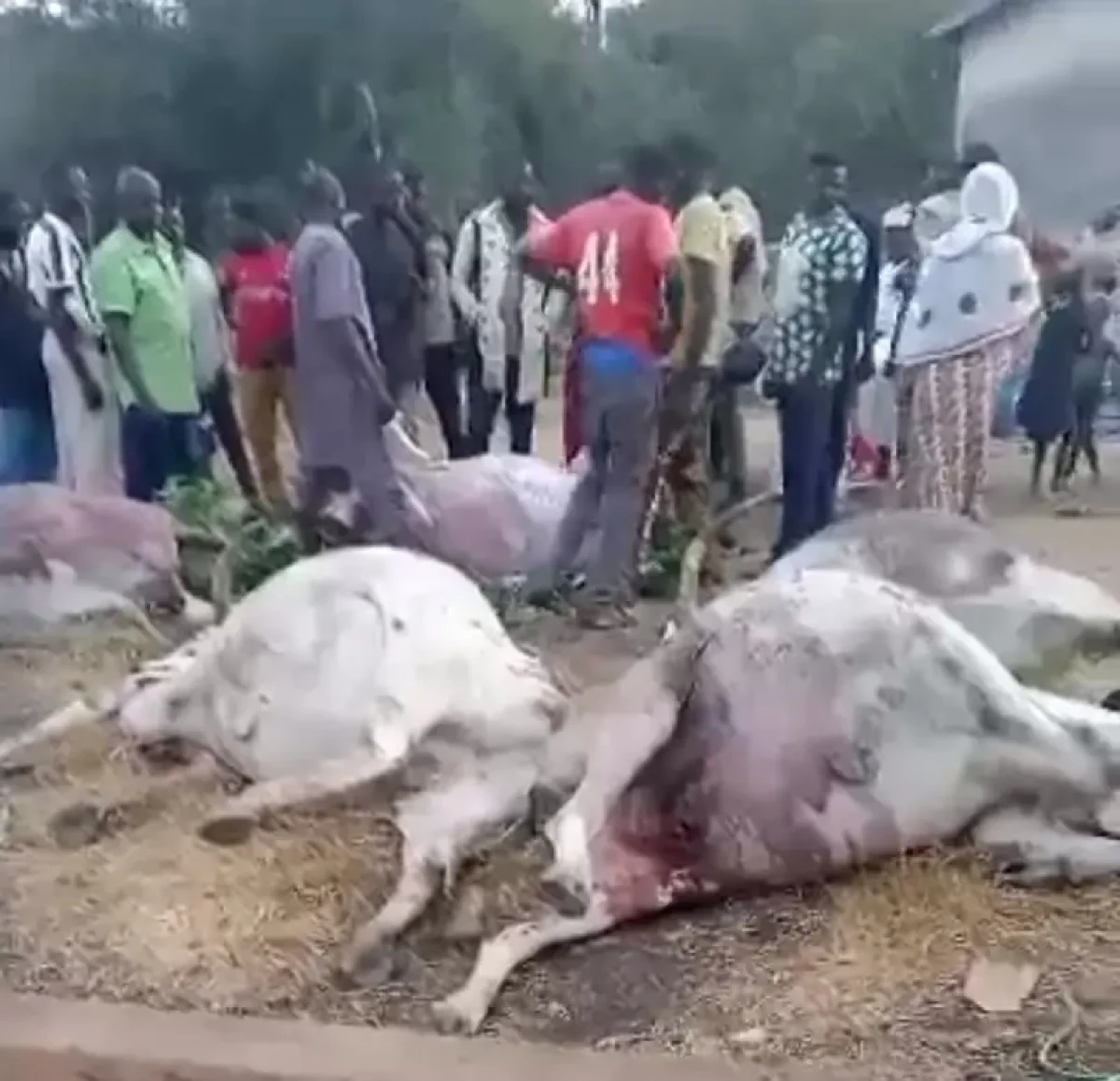 Bembéréké: cinq bœufs succombent à un empoisonnement à Tassé