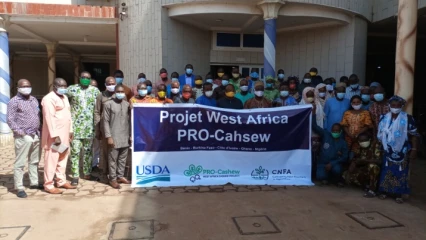 COMMERCIALISATION DES NOIX BRUTES DE CAJOU AU BÉNIN : La Fenapab et le projet Pro-Cashew actualisent le mécanisme de vente groupée.  La vision du gouvernement Talon préoccupe les acteurs
