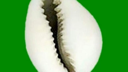 ÉDITO : Ça saigne chez les cauris !