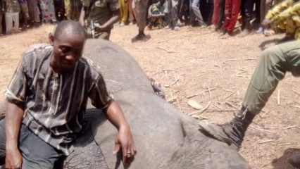 KANDI :  Le pachyderme errant abattu