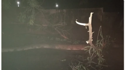 PLUIE DE GRÊLE À PARAKOU : Une branche d’arbre fait un mort