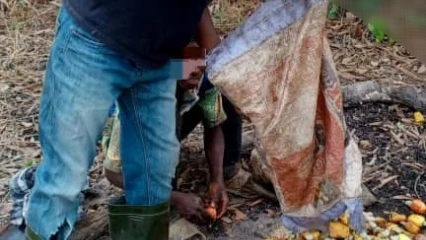 JOB DE RAMASSAGE DE NOIX DE CAJOU PAR LES JEUNES DANS LES PÉRIPHÉRIES DE PARAKOU : Un gagne-pain occasionnel pour subvenir aux besoins