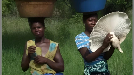 BÉNIN/DANS UNE INTERVIEW EXCLUSIVE SUR LE PROJET FC-SSA  :  Prof Nourou Soulemane Yorou appelle les décideurs pour des actions en faveur des champignons   . La stabilité des écosystèmes forestiers préoccupe 