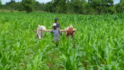 Bénin: les modalités d&rsquo;organisation de la conférence agricole annuelle fixées 