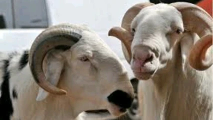 TABASKI 2018 A PARAKOU : Des voleurs de moutons qui sèment la terreur