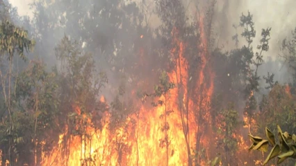 FEUX DE BROUSSE TARDIFS AU BÉNIN : Une pratique dangereuse pour l&rsquo;environnement