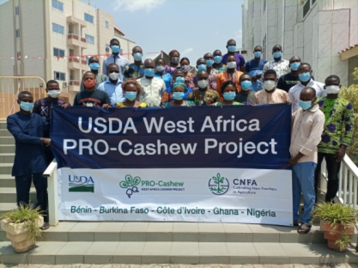 TECHNIQUES DE RÉCOLTE ET POST-RECOLTE DES NOIX DE CAJOU AU BÉNIN : Pro-Cashew forme des conseillers agricoles formateurs et producteurs