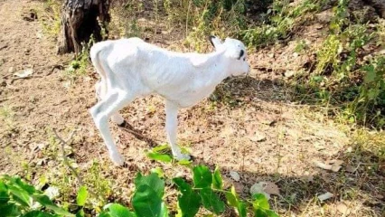 BENIN/FAITS DIVERS : Naissance d&rsquo;une velle à trois pattes à Kèrou