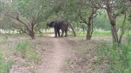 BORGOU/FORÊT CLASSÉE DES TROIS RIVIÈRES : Un éléphant en divagation à Bembéréké et Nikki