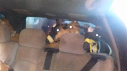 N&rsquo;DALI : Un véhicule transportant des chèvres volées arrêté