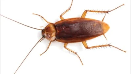 CURIOSITE SCIENTIFIQUE : Un cafard retrouvé dans la tête d’une patiente