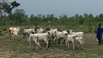 N’DALI : Affrontement sanglant entre éleveur et agriculteur à Gbitébou