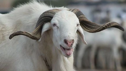 OBLIGATION OU NON DU SACRIFICE D’UNE BÊTE PENDANT LA FÊTE DE TABASKI : Ce que dit le Coran