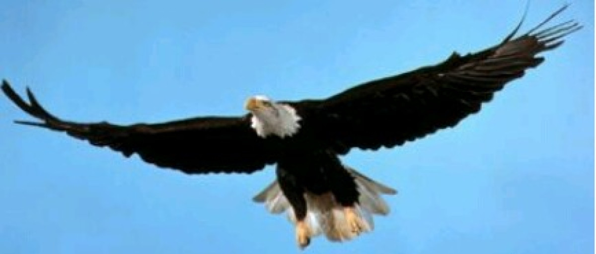 SECRETS DE REUSSITE  : L’aigle, le parfait modèle