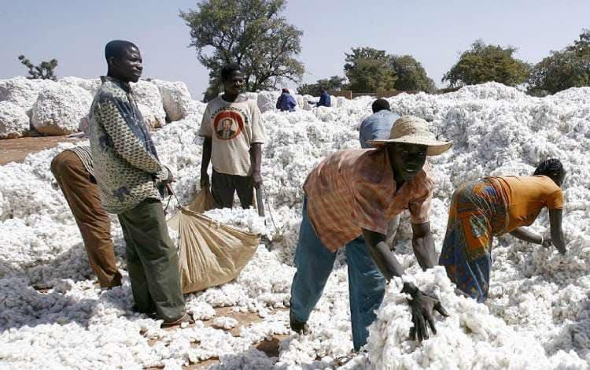 Campagne agricole 2025-2026: les prix de coton-graine et d&rsquo;intrants fixés 