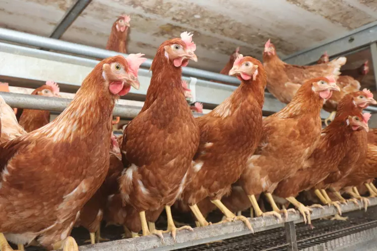 COMMUNE DE SEME-PODJI :Des cas de grippe aviaire détectés dans le village de Tohouè