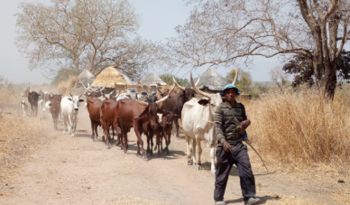 CAMPAGNE NATIONALE DE TRANSHUMANCE 2021-2022 AU BÉNIN : Voici les modalités et les dates de démarrage par département