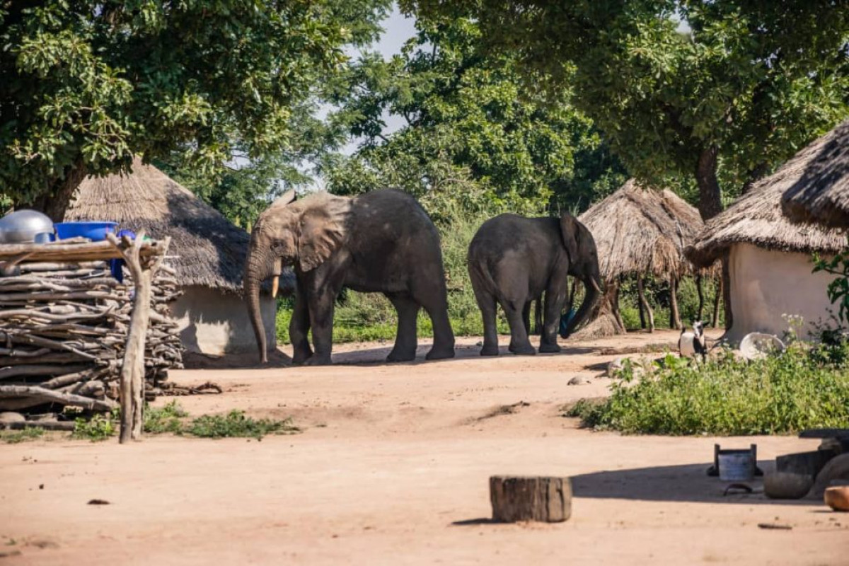 INSPECTION FORESTIÈRE DU BORGOU : Les deux éléphants en divagation désormais munis de colliers de localisation