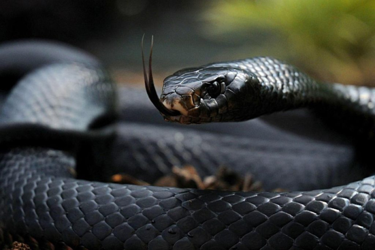 FAIT INSOLITE AU BENIN : Un gros serpent noir apparaît au début d&rsquo;une audience dans un tribunal
