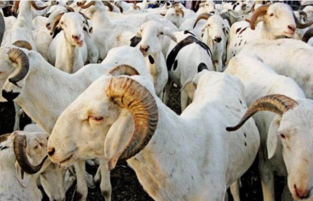 PREPARATION DE L’AID EL KEBIR A PORTO-NOVO : Les prix des moutons en forte hausse