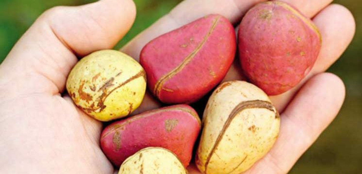 UTILITES DE LA NOIX DE KOLA : Un ingrédient incontournable dans les traditions africaines