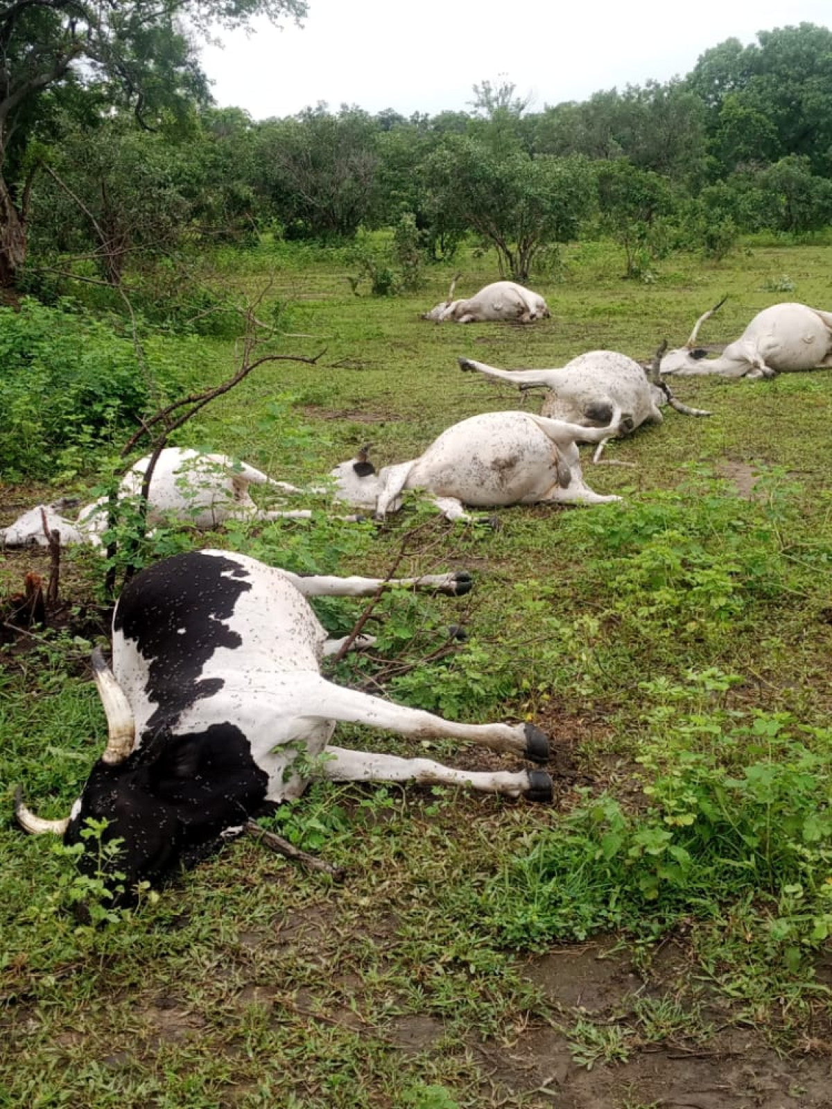AU SUJET DE L’ABATTAGE DES BÊTES PAR L’ARMÉE À BOIFFO : « Les animaux abattus se trouvaient dans une zone qui n’a rien à avoir avec ce parc », dément le Président de l’association des éleveurs Séidou Boubé