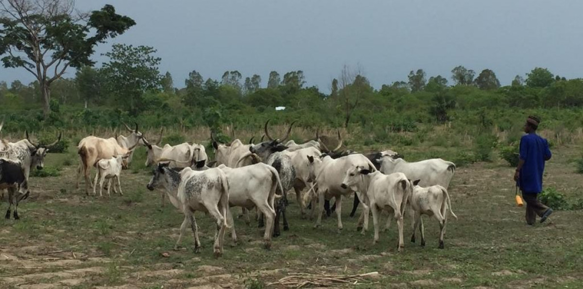 N&rsquo;DALI : Affrontement sanglant entre éleveur et agriculteur à Gbitébou