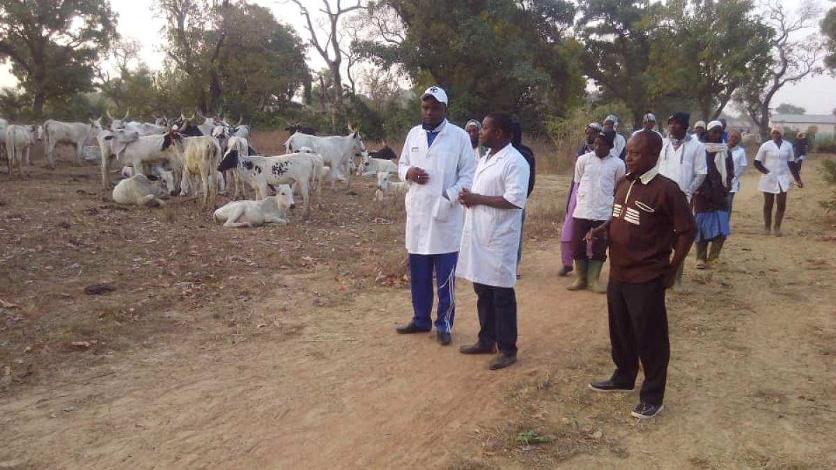 DEUXIEME PHASE DE LA VACCINATION CONTRE LA PASTEURELLOSE BOVINE ET LA PPCB A BANIKOARA : Bio Sarako Tamou au contact des acteurs