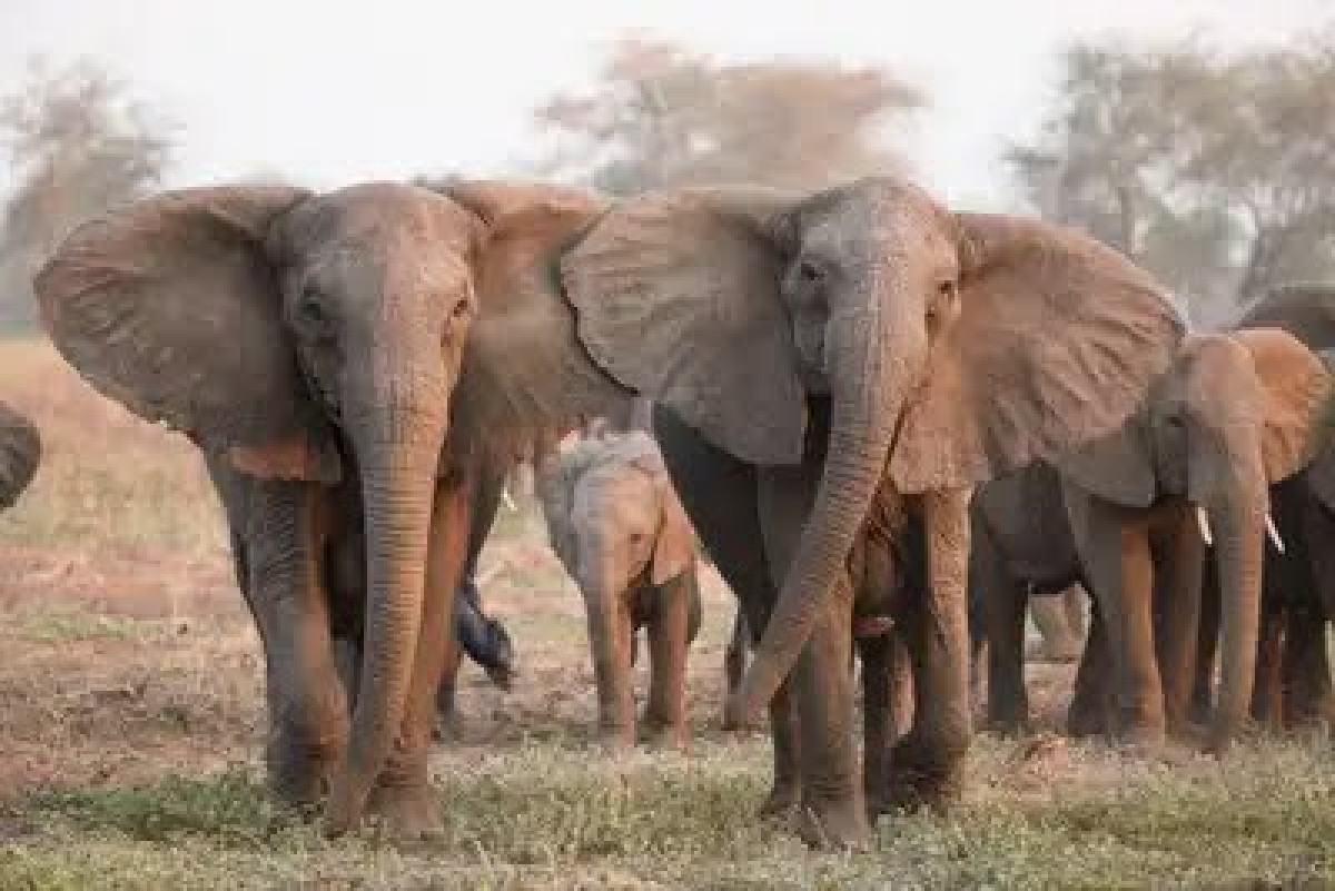 PANIQUE À MALANVILLE :  Un troupeau d&rsquo;éléphants crée des dégâts