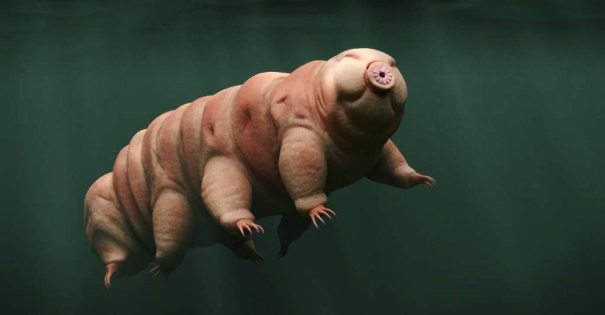 CURIOSITE SCIENTIFIQUE : Les chercheurs découvrent un nouvel invertébré