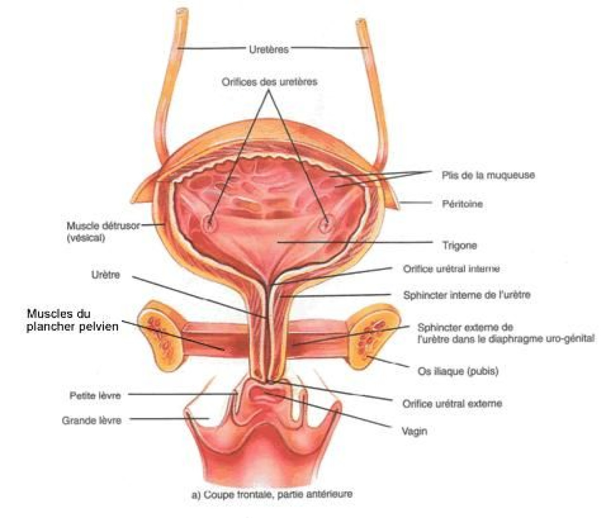 CURIOSITE SCIENTIFIQUE : Nouvelle méthode de réparation de l’appareil urinaire féminin