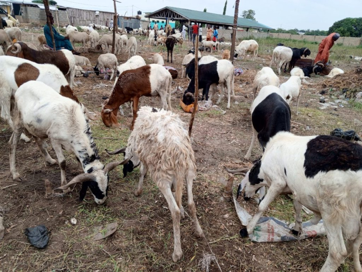FLAMBÉE DU PRIX DES MOUTONS À PARAKOU : La Tabaski 2023 s&rsquo;annonce difficile pour de nombreux fidèles  . L&rsquo;insécurité au Burkina-Faso pointée du doigt