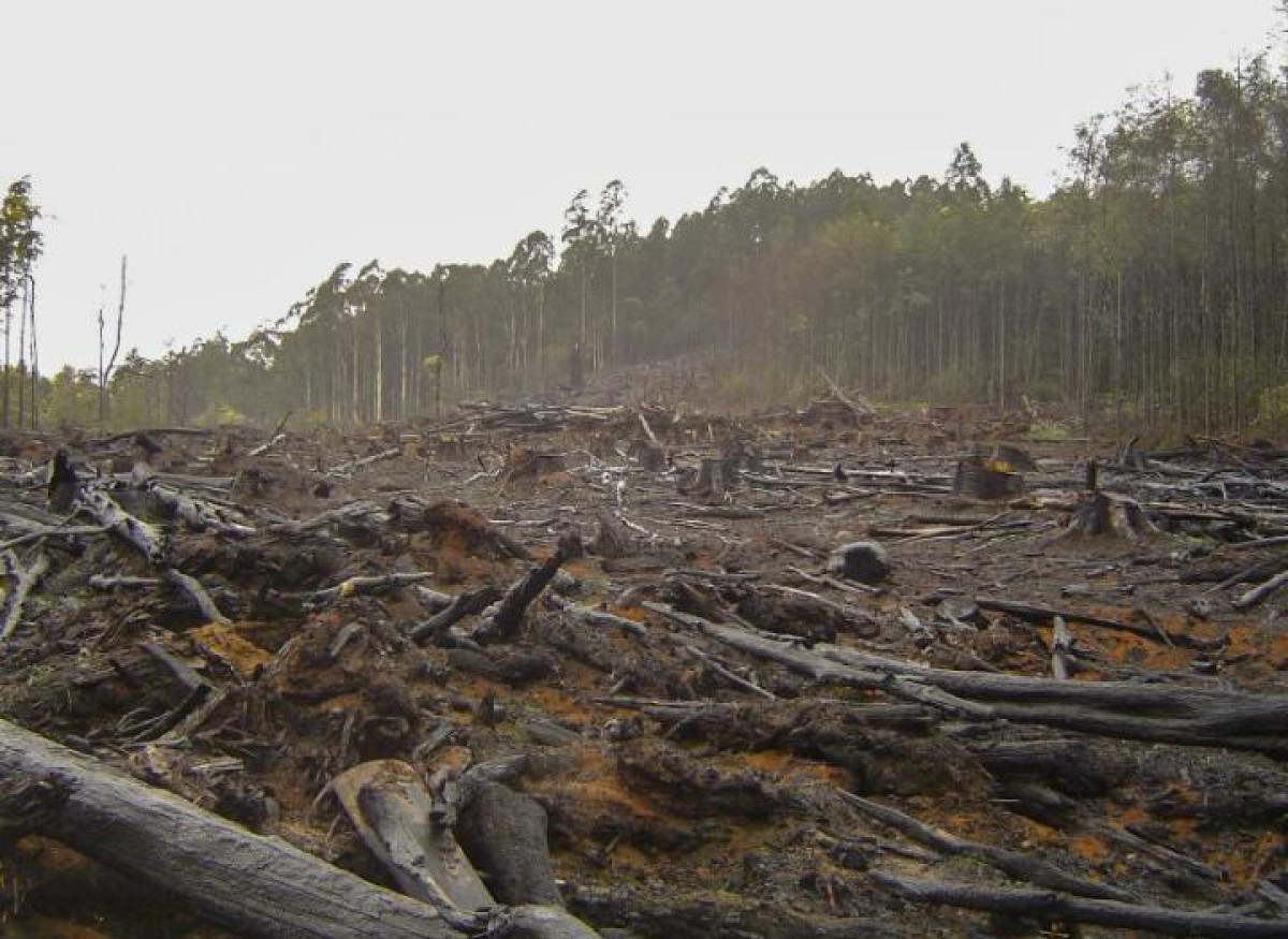 UTILISATION ABUSIVE DES ENGRAIS CHIMIQUES : La source d’une catastrophe écologique en téléchargement