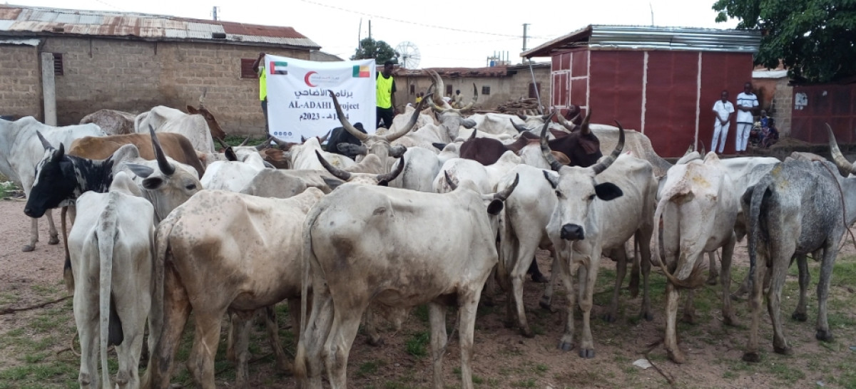 DISTRIBUTION DE VIANDE DE TABASKI À PARAKOU GRÂCE À ÉMIRATS RED CRESCENT : Al-Islaah fait vivre la joie de l&rsquo;Aïd El Kébir à 500 fidèles musulmans  . 40 bœufs immolés pour la circonstance