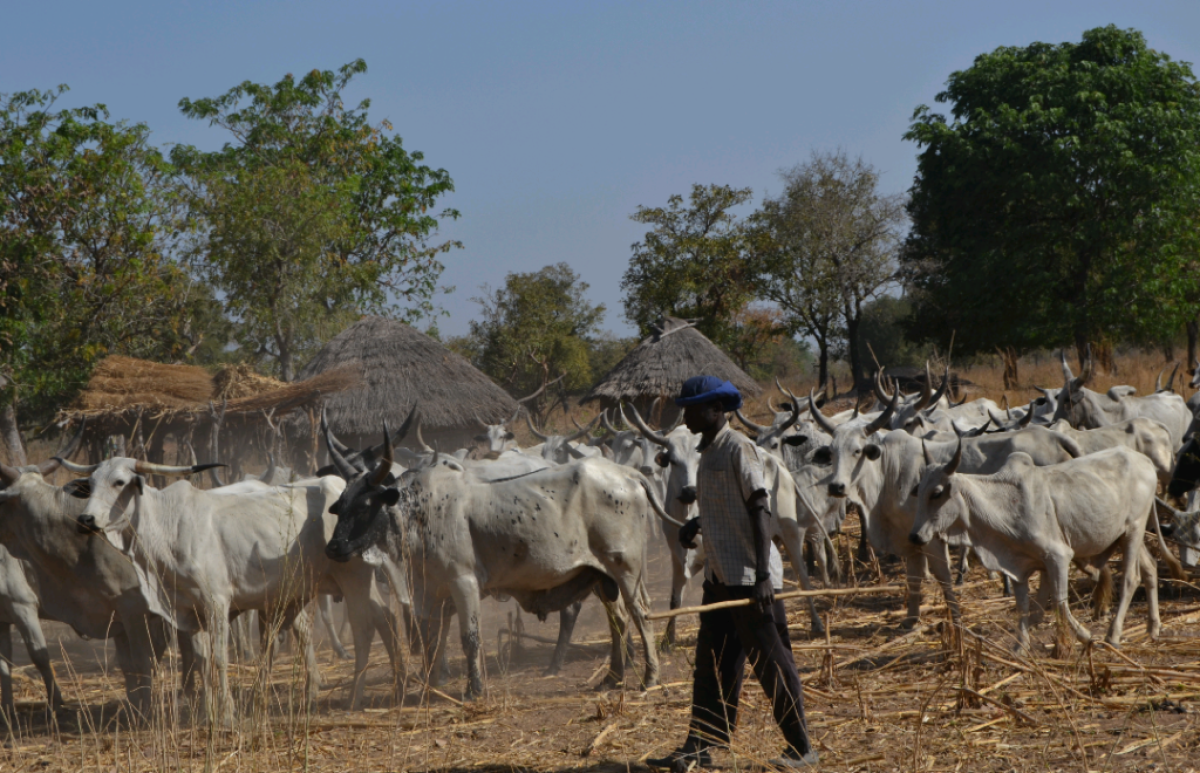 MODERNISATION DES PRATIQUES D&rsquo;ELEVAGE AU BENIN : Le gouvernement met en place le Proser