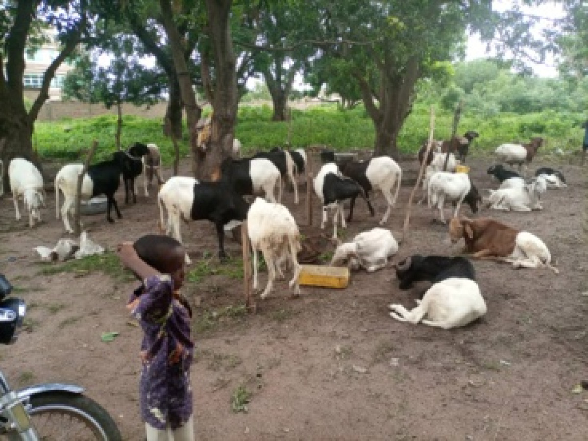 A QUELQUES JOURS DE LA TABASKI : Les moutons attendent toujours les fidèles musulmans
