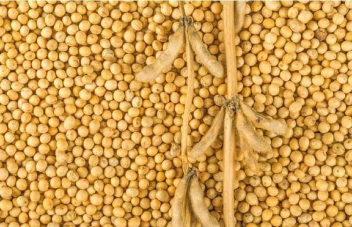 LUTTE CONTRE LA SORTIE FRAUDULEUSE DU SOJA : Un militaire tué à Cobly