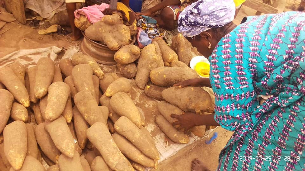 NOUVELLES IGNAMES DANS LES MARCHÉS DE PARAKOU : Des tubercules qui coûtent les yeux de la tête !